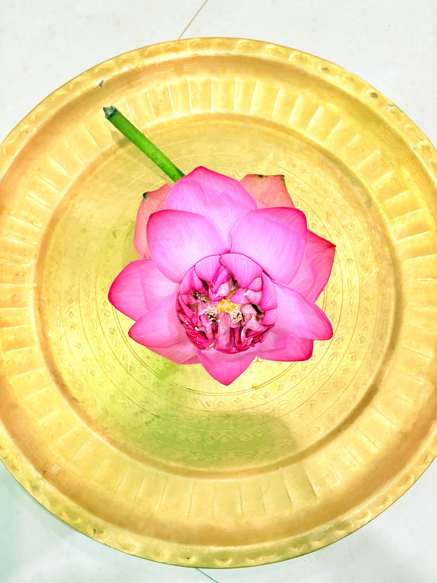Sacred Pink Lotus (Kamal/Padma Phool)