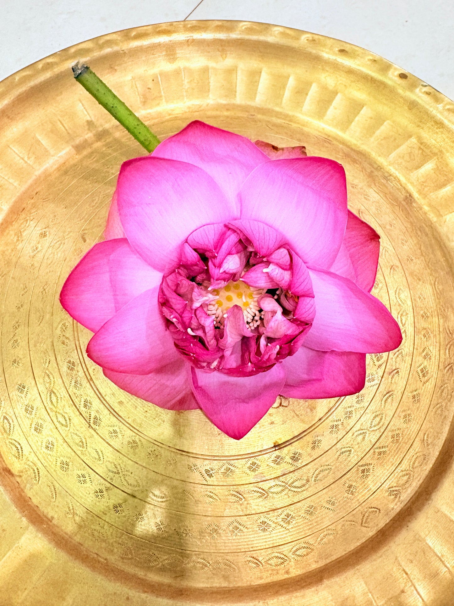 Sacred Pink Lotus (Kamal/Padma Phool)