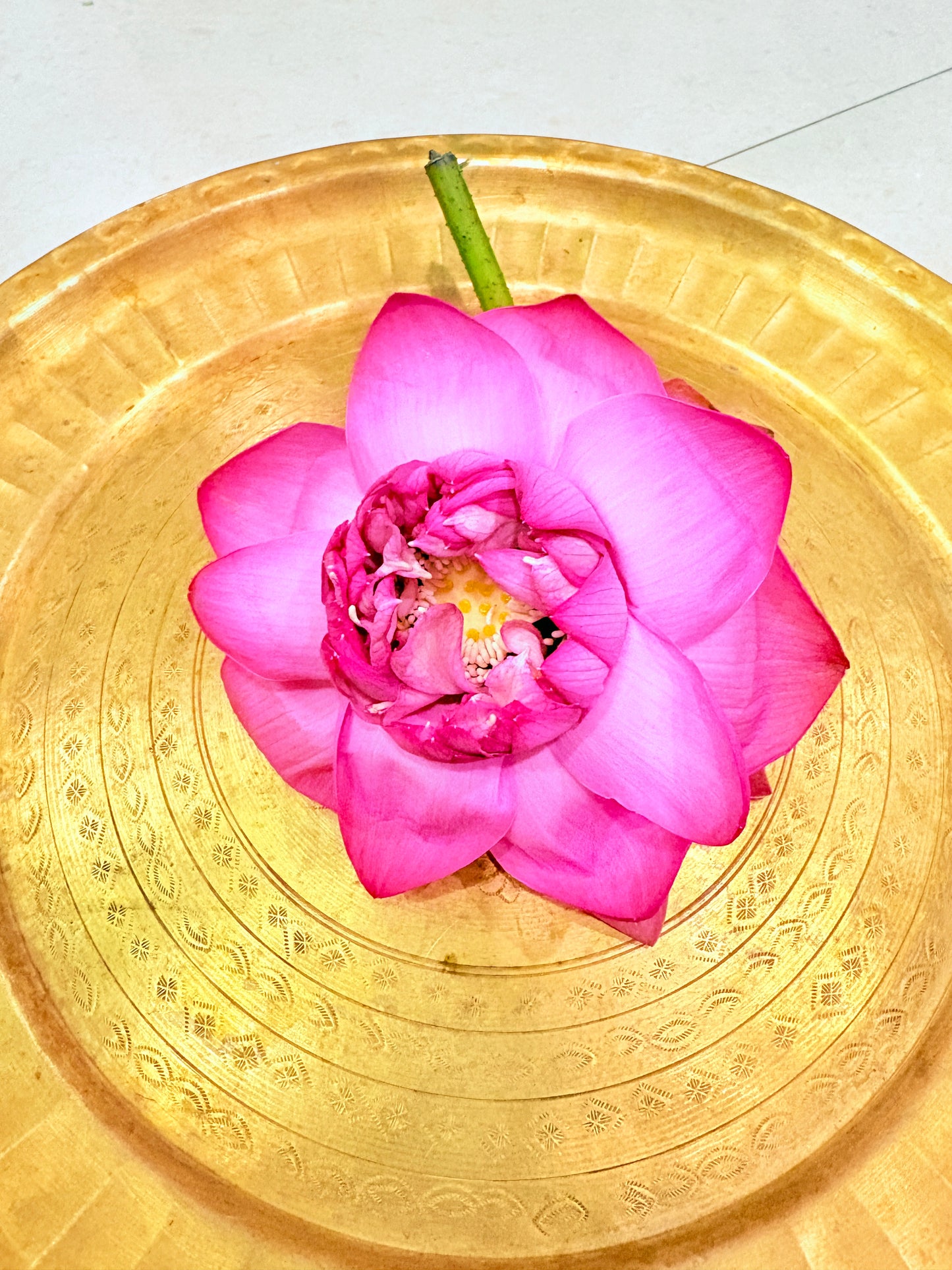 Sacred Pink Lotus (Kamal/Padma Phool)