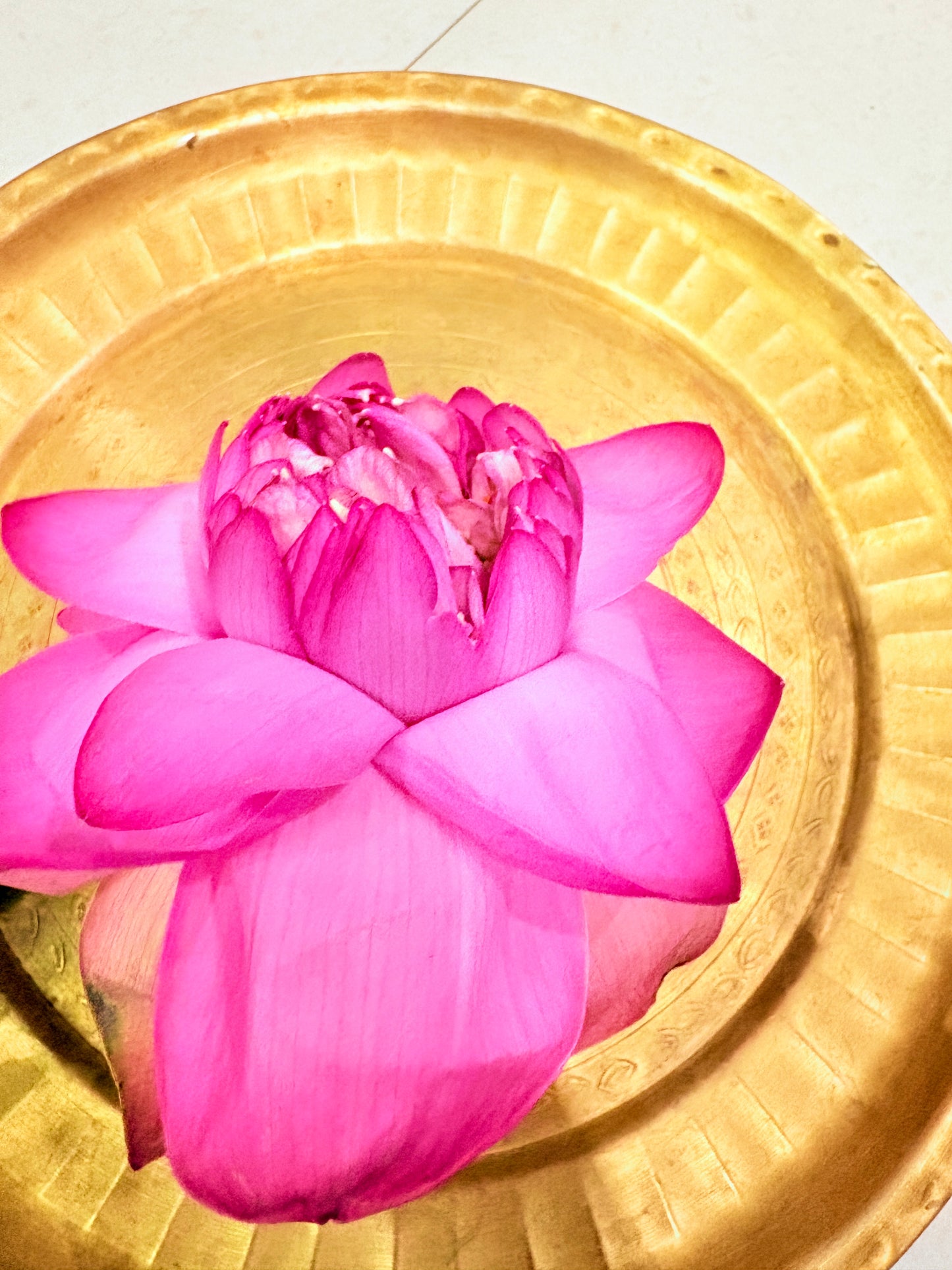 Sacred Pink Lotus (Kamal/Padma Phool)
